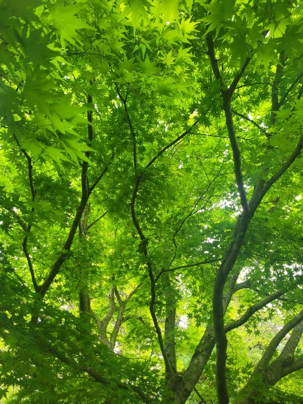 3 Bedroom Property for Sale in Hogsback Eastern Cape